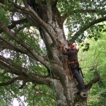 CS38 – (002013) Tree Climbing & Rescue & CS39 – (002108) Aerial Cut Free Fall Course - with Setanta Tree Care & Surgery